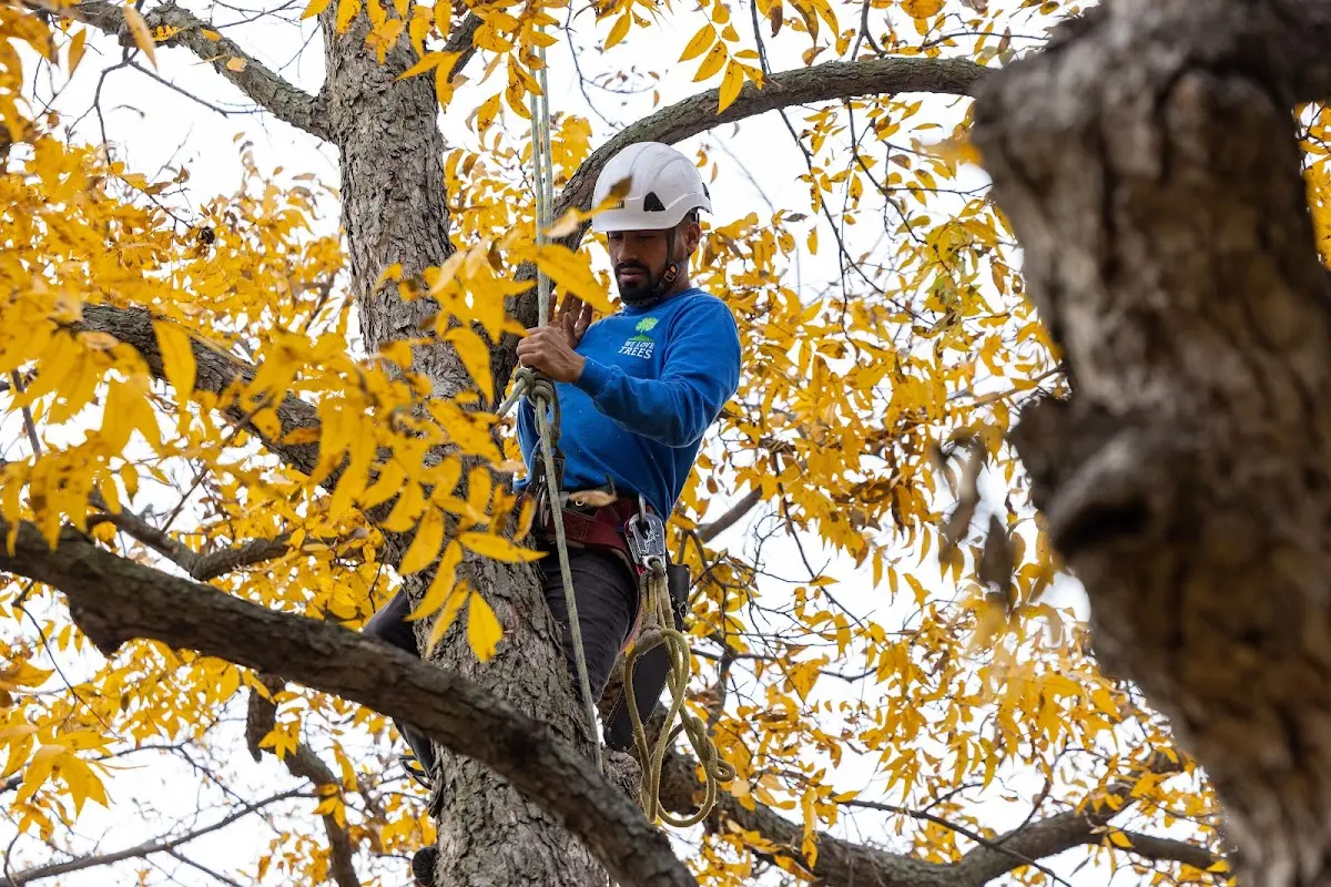 Skilled Tree Pruning crew working in Klamath Falls